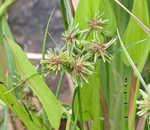 Tall flatsedge